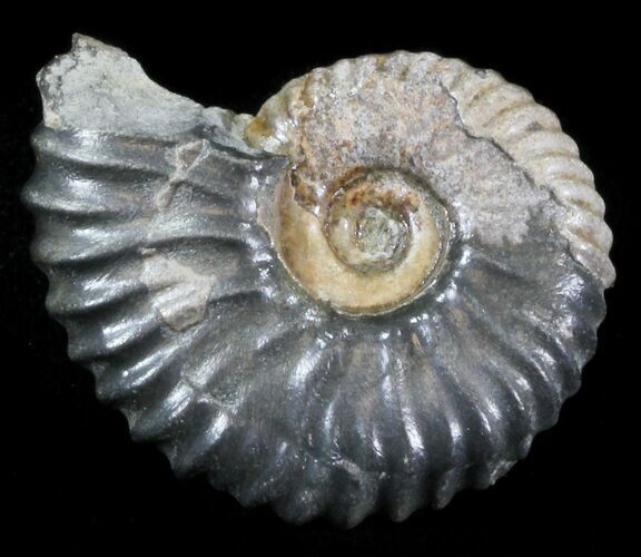 Acanthohoplites Ammonite Fossil - Caucasus, Russia #30091